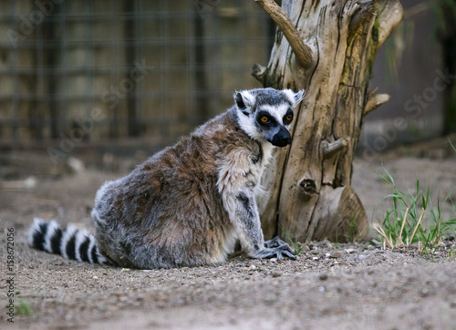 Charles Paddock Zoo Animals