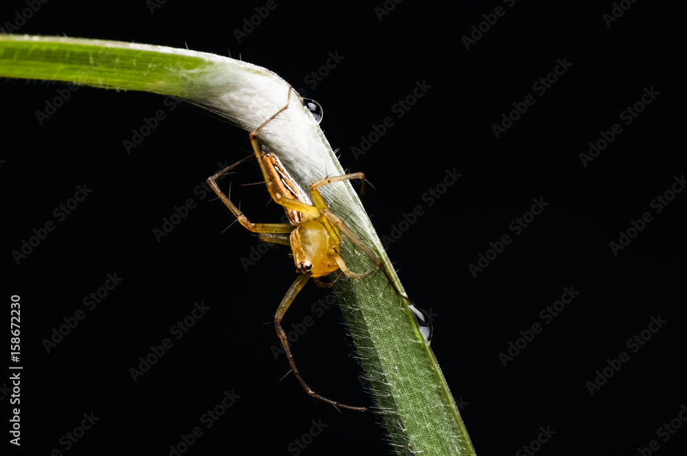 Naklejka premium close up view of jumping spider