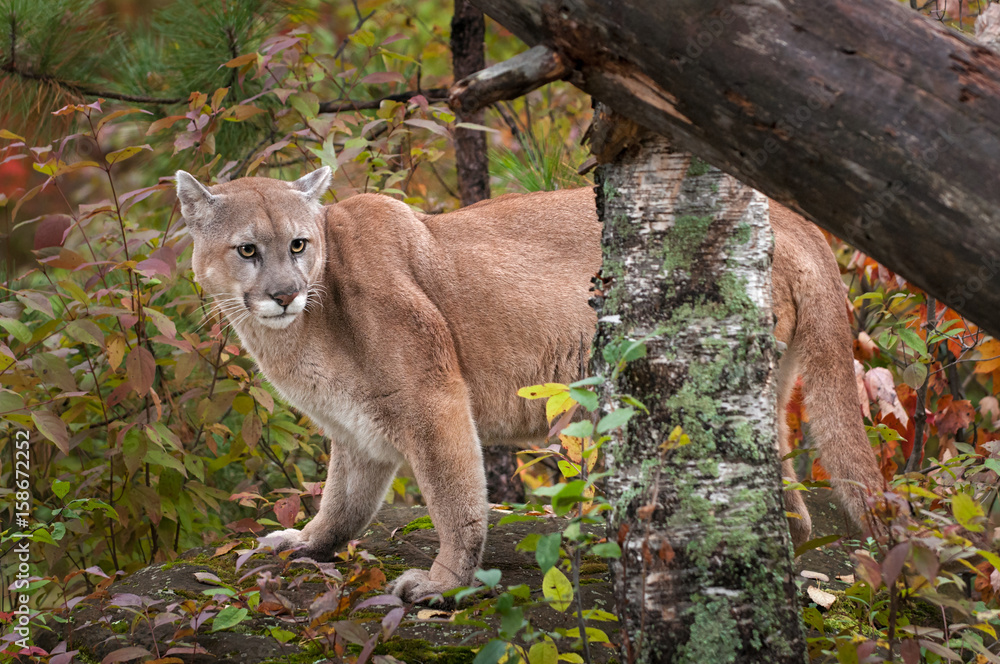Fototapeta premium Adult Male Cougar (Puma concolor) Stands on Rock Behind Trees