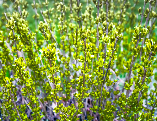 Young green leaves on a bush. Bright spring leaves background. Spring floral background. Beautiful leaves as backdrop. Greenery