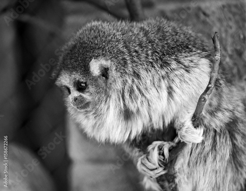 Charles Paddock Zoo Animals
