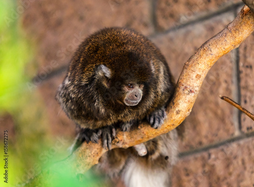 Charles Paddock Zoo Animals