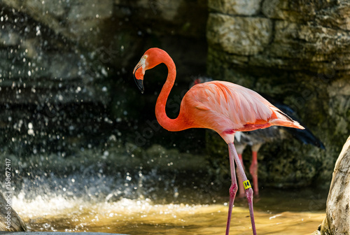 Charles Paddock Zoo Animals