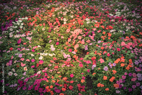 Top view a colorful flowerbed with verity of impatiens/balsaminaceae tropical flower such as walleriana, busy lizzie, balsam, garden balsam, zanzibar, patience plant, patient lucy. Vintage tone. photo