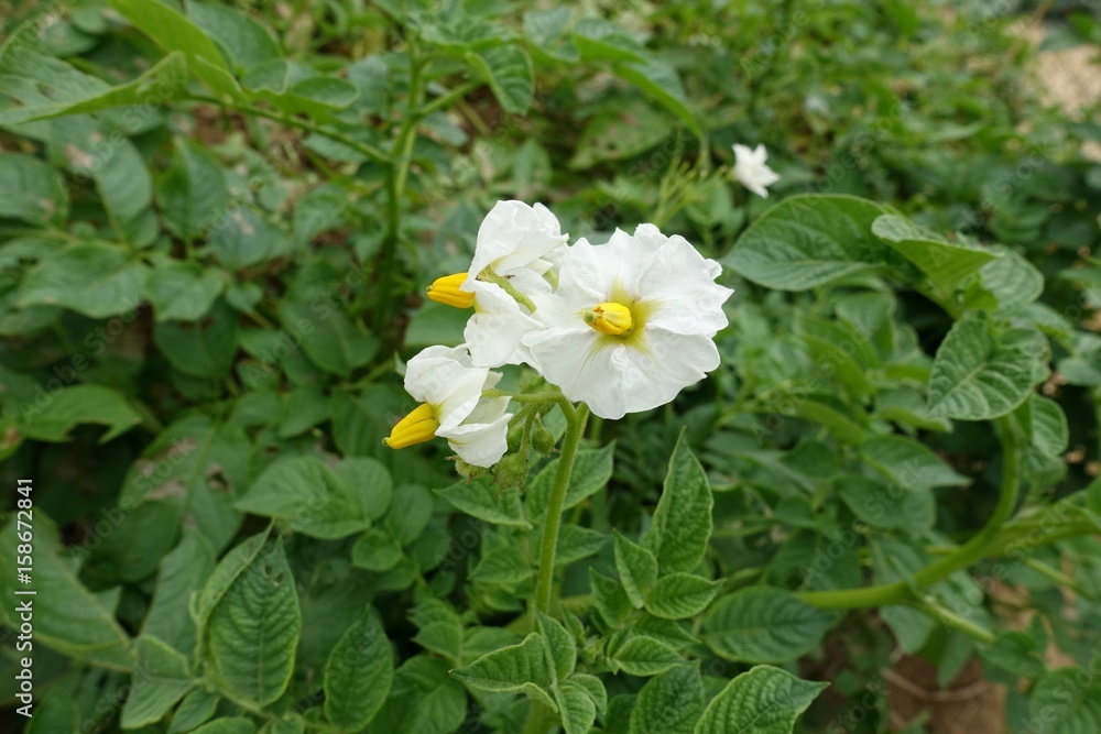 ジャガイモの花 ジャガイモの花