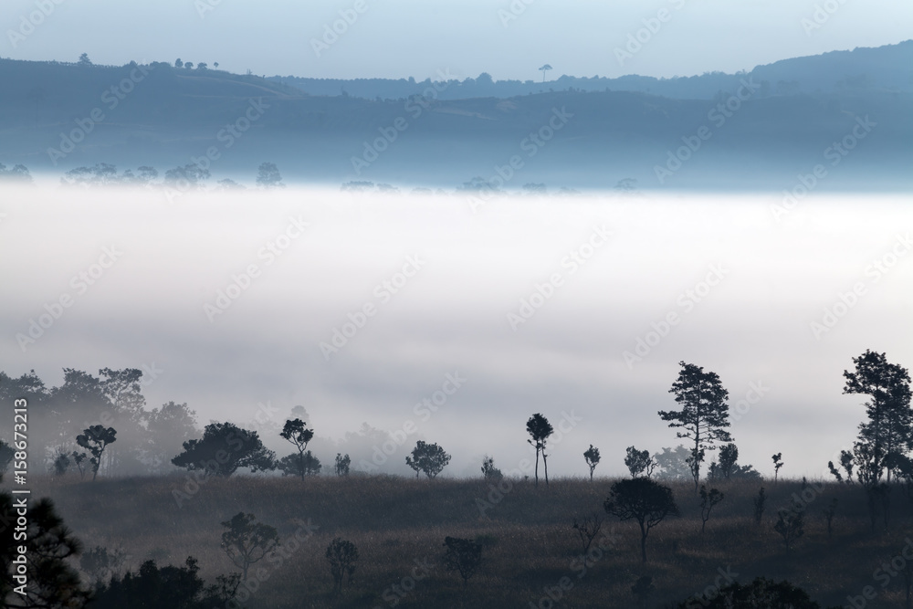 Naklejka premium fog in morning sunrise at Thung Salang Luang National Park Phetchabun,Tung slang luang is Grassland savannah in Thailand
