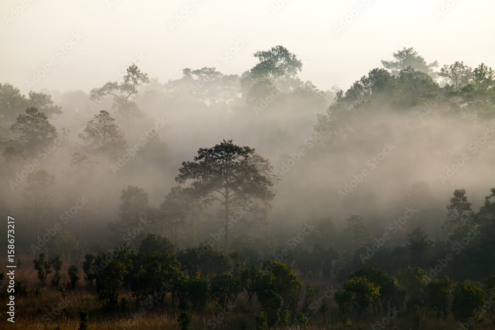 Obraz premium fog in morning sunrise at Thung Salang Luang National Park Phetchabun,Tung slang luang is Grassland savannah in Thailand