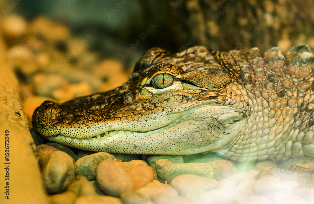 Obraz premium Charles Paddock Zoo Animals