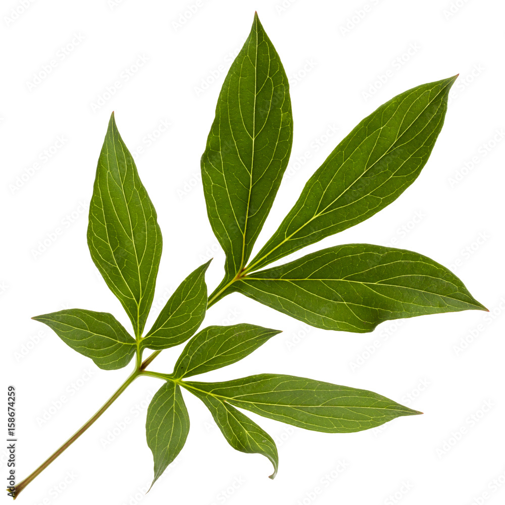 Leaf of peony flower, lat. Paeonia, isolated on white background