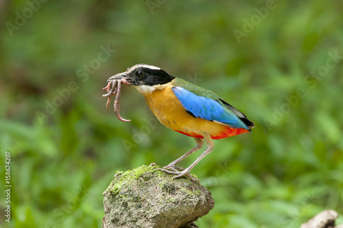 Canvas Print blue winged pitta