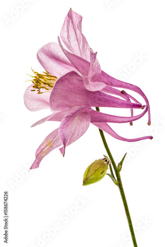 Photographie Pink flower of catchment, lat