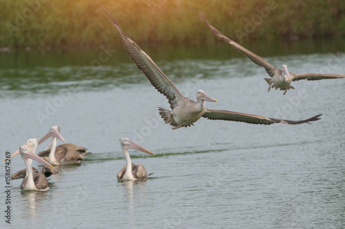 Big bird, pelican flying