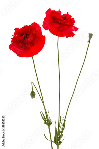 Flowers of red poppy  lat. Papaver  isolated on white background