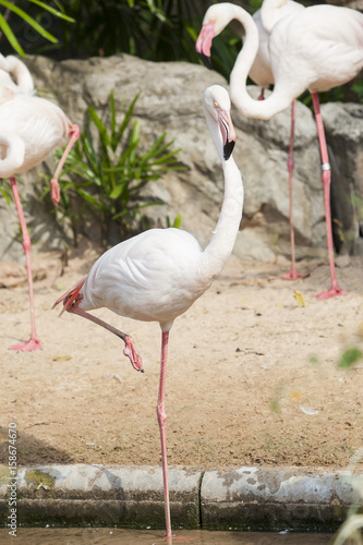 Flamingos or flamingoes are a type of wading bird in the family Phoenicopteridae  the only family in the order Phoenicopteriformes. 