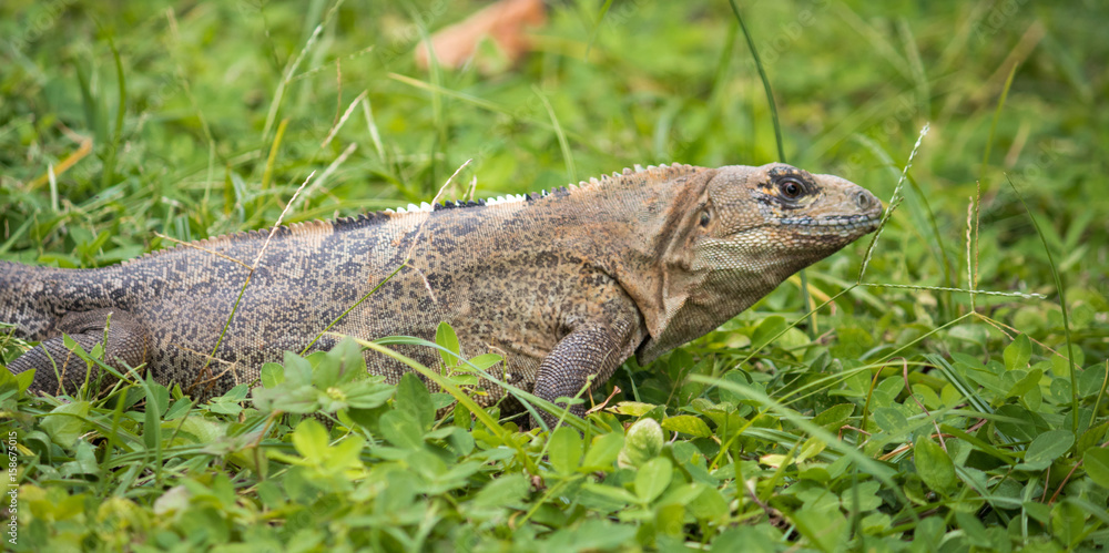 Obraz premium Reptile