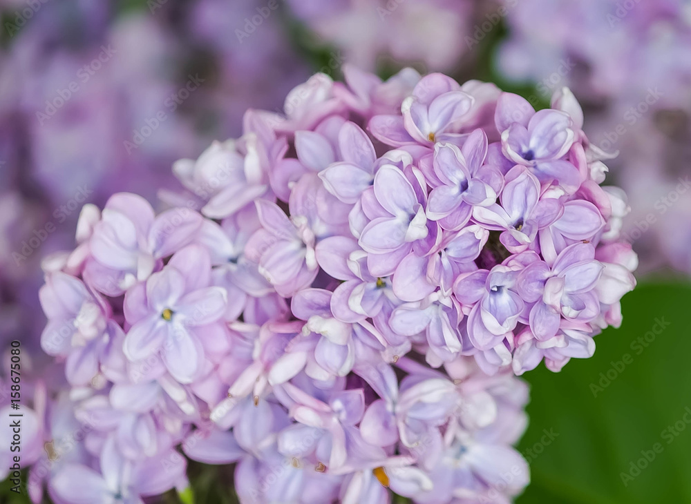 Purple lilac blooming in spring Purple lilac blooming in spring