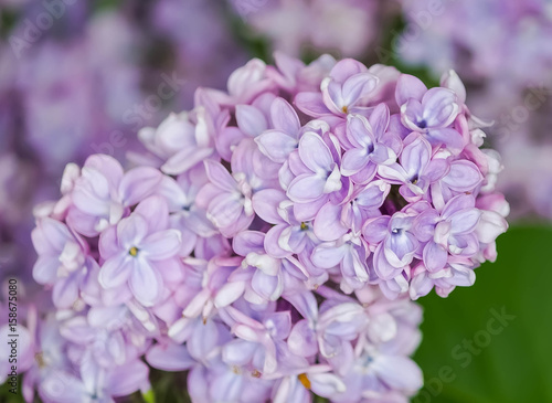 Purple lilac blooming in spring 