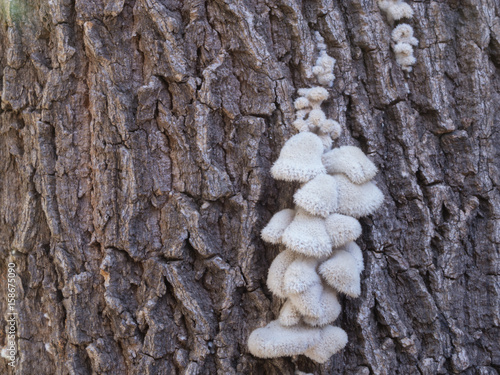 Closeup shot of edible mushrooms , White Needle mushroom, Lily mushroom, winter mushrooms or winter fungus