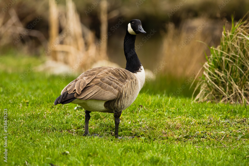 Canada Goose, Nova Scotia, Canada Canada Goose, Nova Scotia, Canada