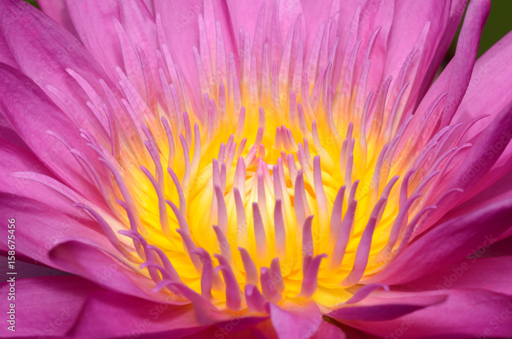 Pink lotus. Pink lotus.