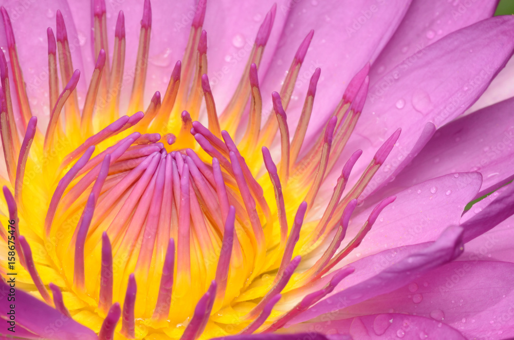 Obraz premium Pink lotus.