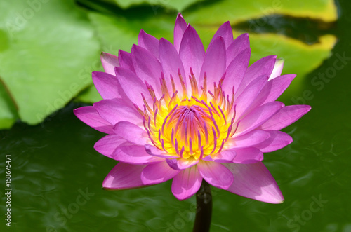 Pink lotus.