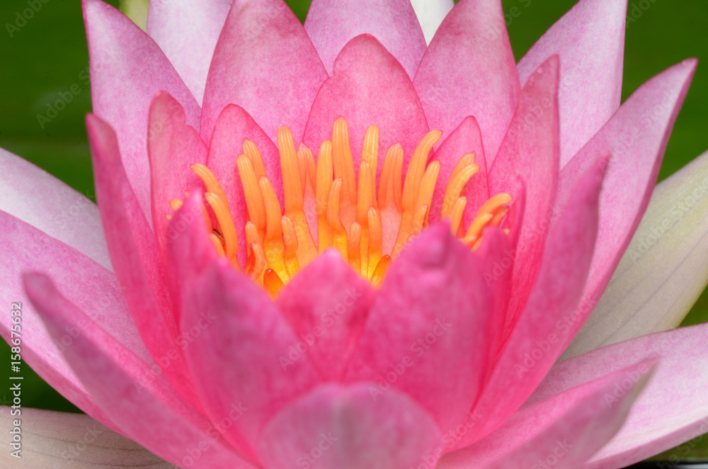 Pink lotus.