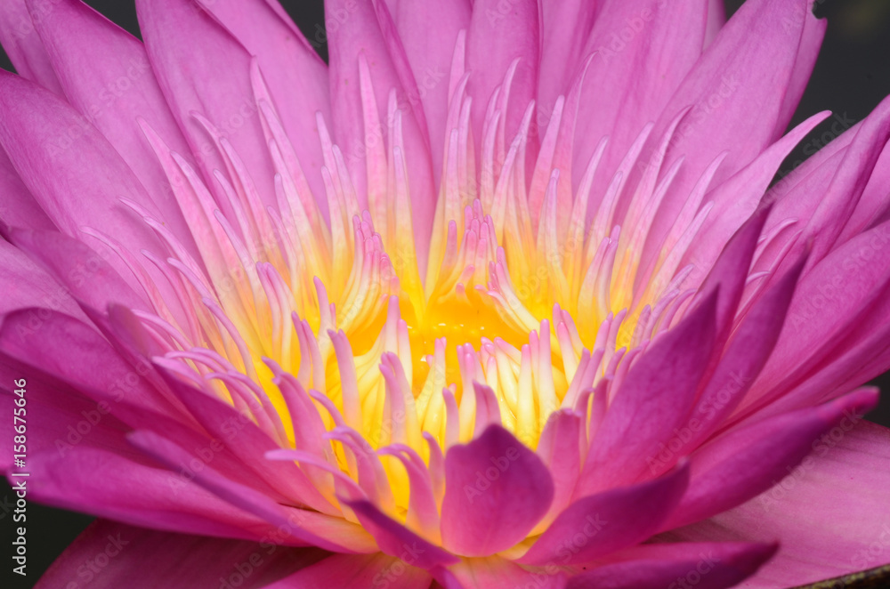 Pink lotus. Pink lotus.