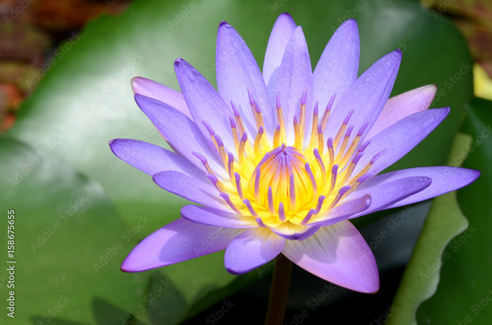 Purple Lotus.