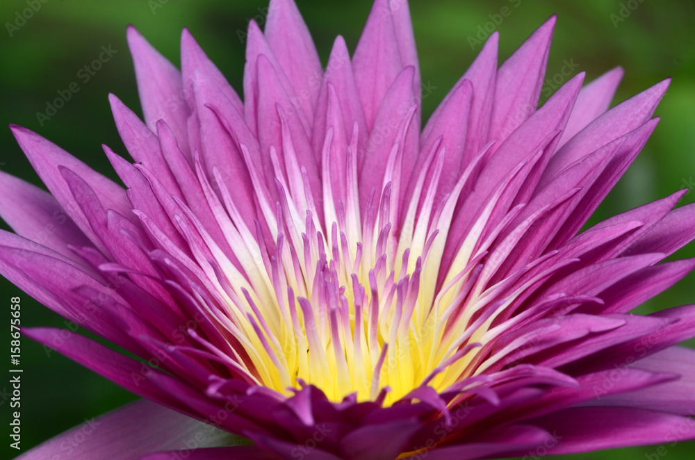 Pink lotus. Pink lotus.