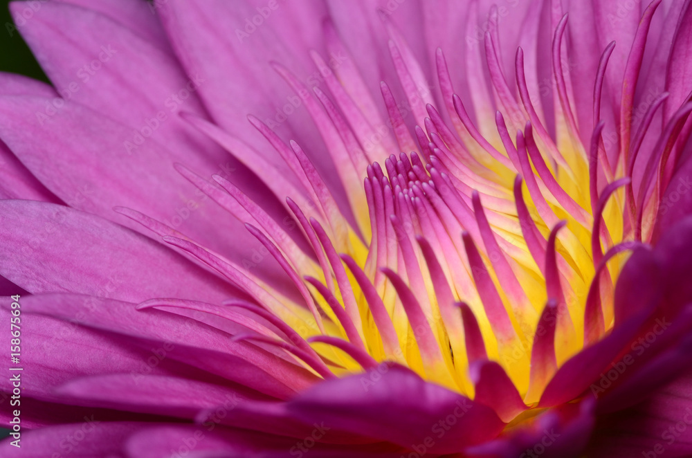 Obraz premium Pink lotus.