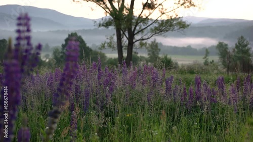 a Field of Lupine Wildflowers With Foggy Mountains Landscape Before the Sunrise