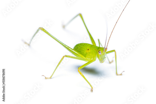 Bush cricket (Katydid) isolated on white background.