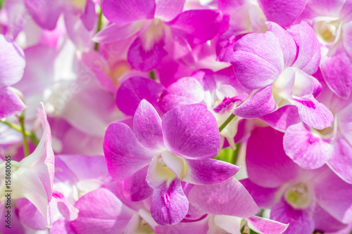 Abstract blurred of purple orchids  Dendrobium.