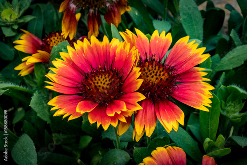 Red and yellow flower on green leaves