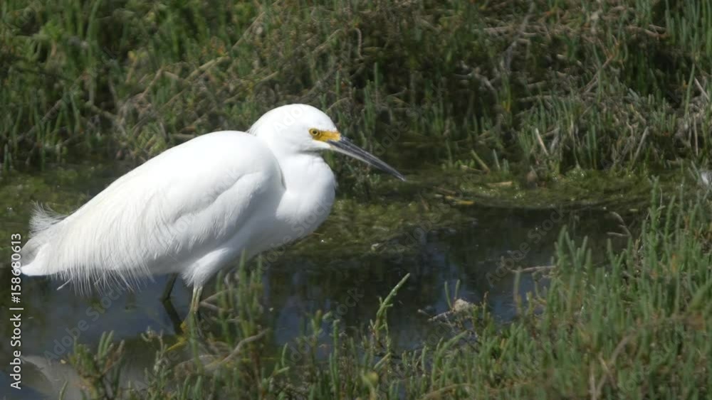 Snowy White Egret feeding Snowy White Egret feeding