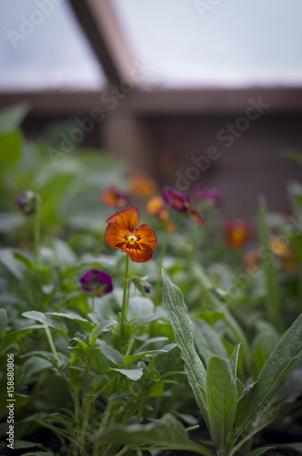 Mulberry Pansies photo