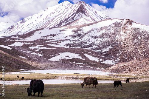 Canvas Print Landscape of mountain with yak in Leh,Ladakh, North of India