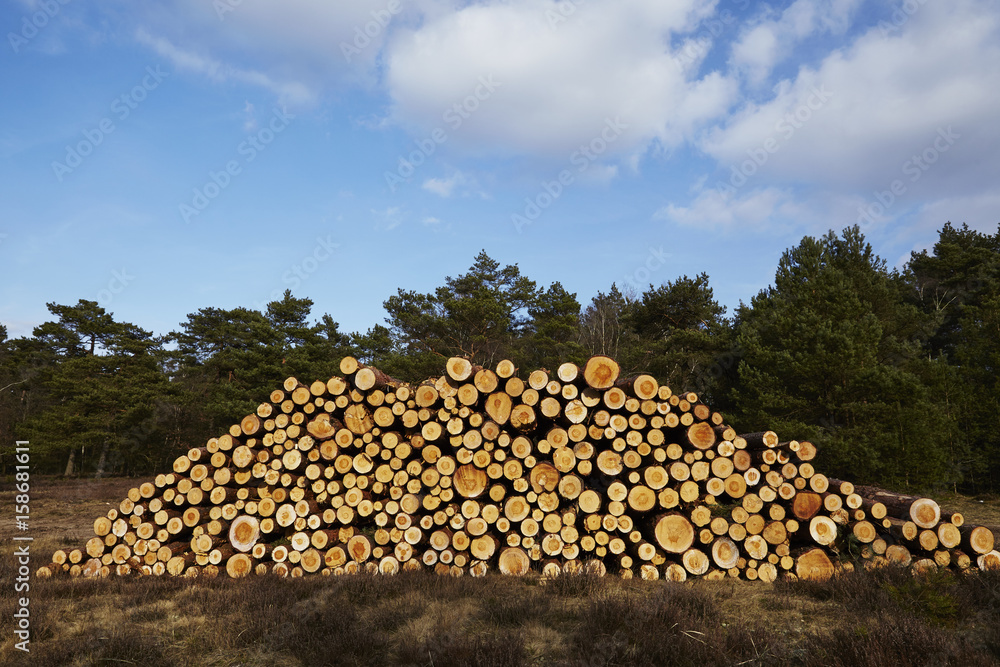 Forstwirtschaft - Holzstapel