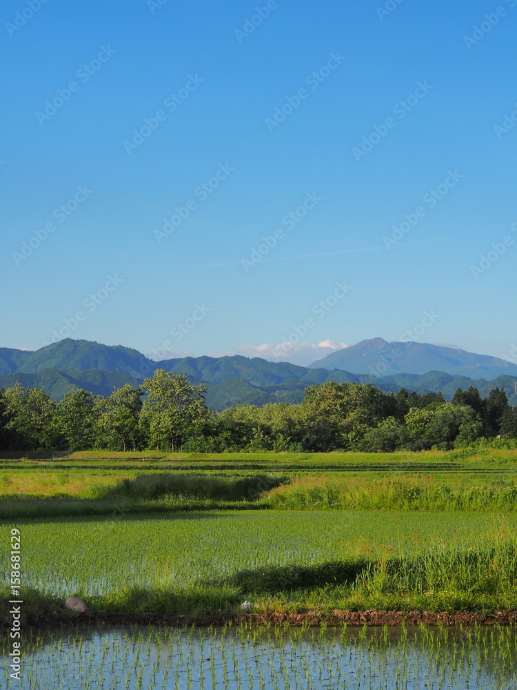 秋田駒ケ岳と春の水田風景 秋田駒ケ岳と春の水田風景
