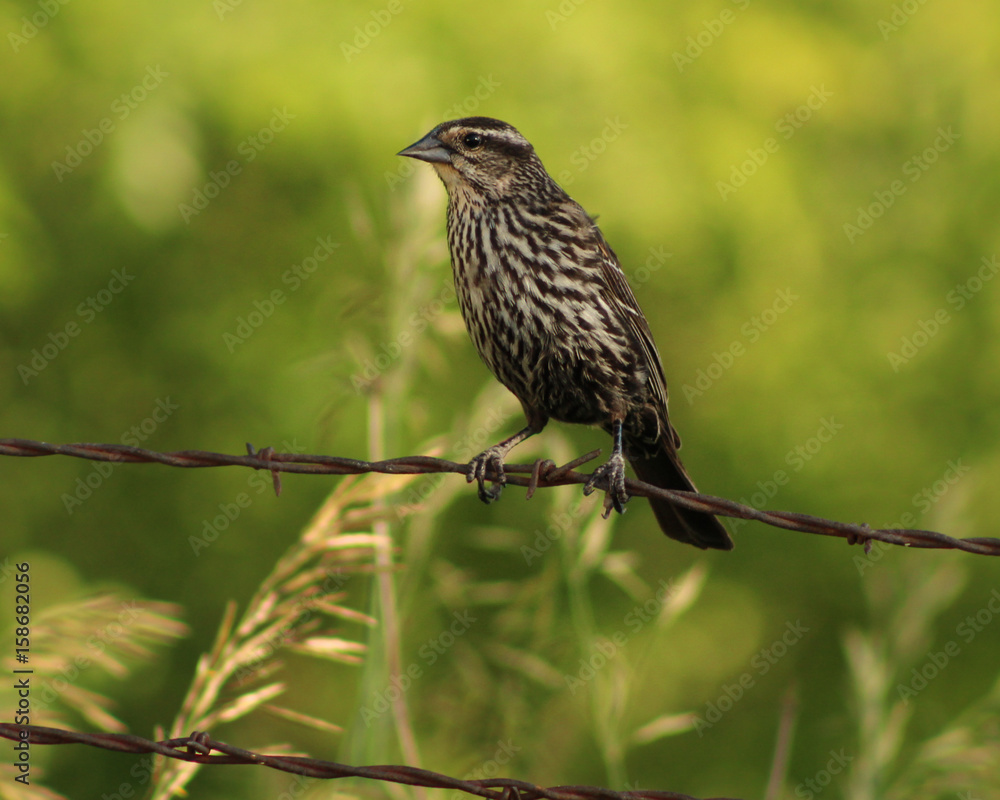 Fototapeta premium Female Red-winged Blackbird