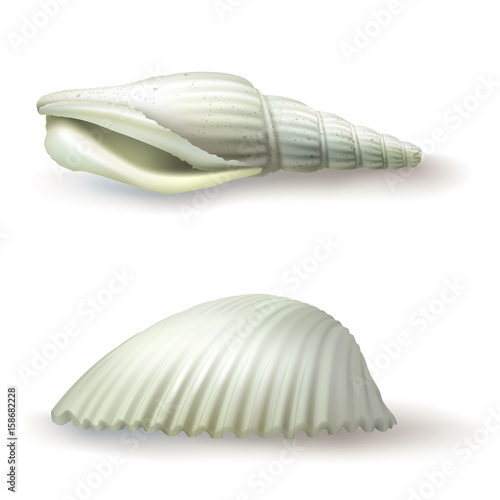 Vector illustration, badges, stickers, spiral seashell in realistic style isolated on white. Print, template, design element