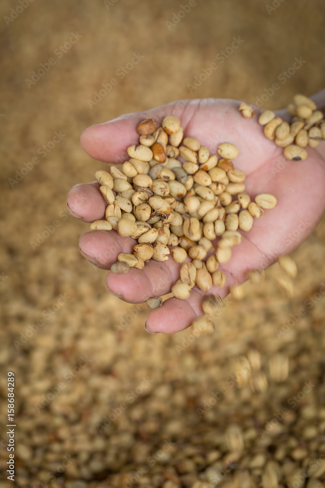 fresh raw dried coffee beans on hand and raw coffee beans background fresh raw dried coffee beans on hand and raw coffee beans background