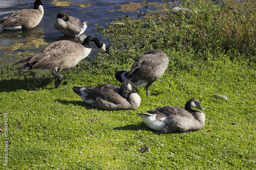 Pruning Geese