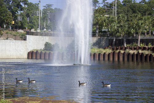 Fountain and Geese