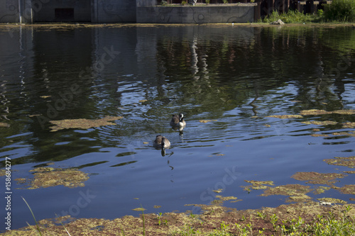 Geese swimming on a pond