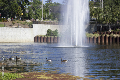 Geese and Fountain