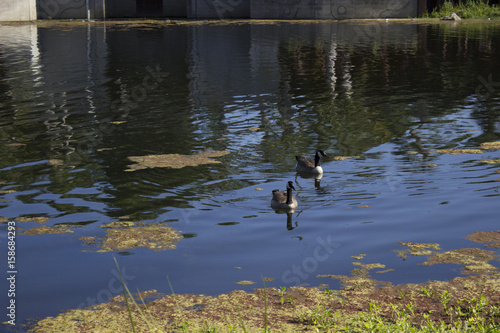 Floating Goosen