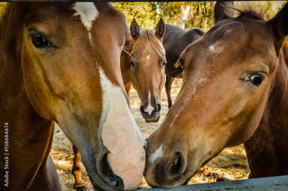 Fototapeta premium kissing horses with photo bomb