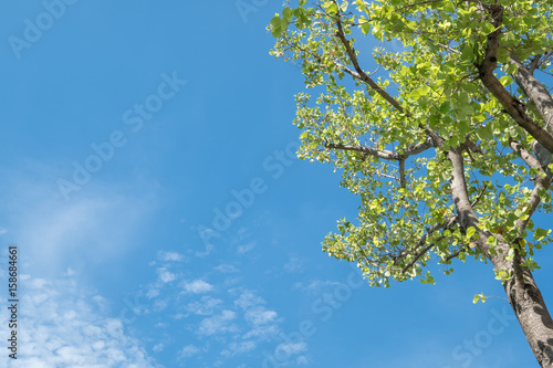 Sun shining through tree with blue sky.